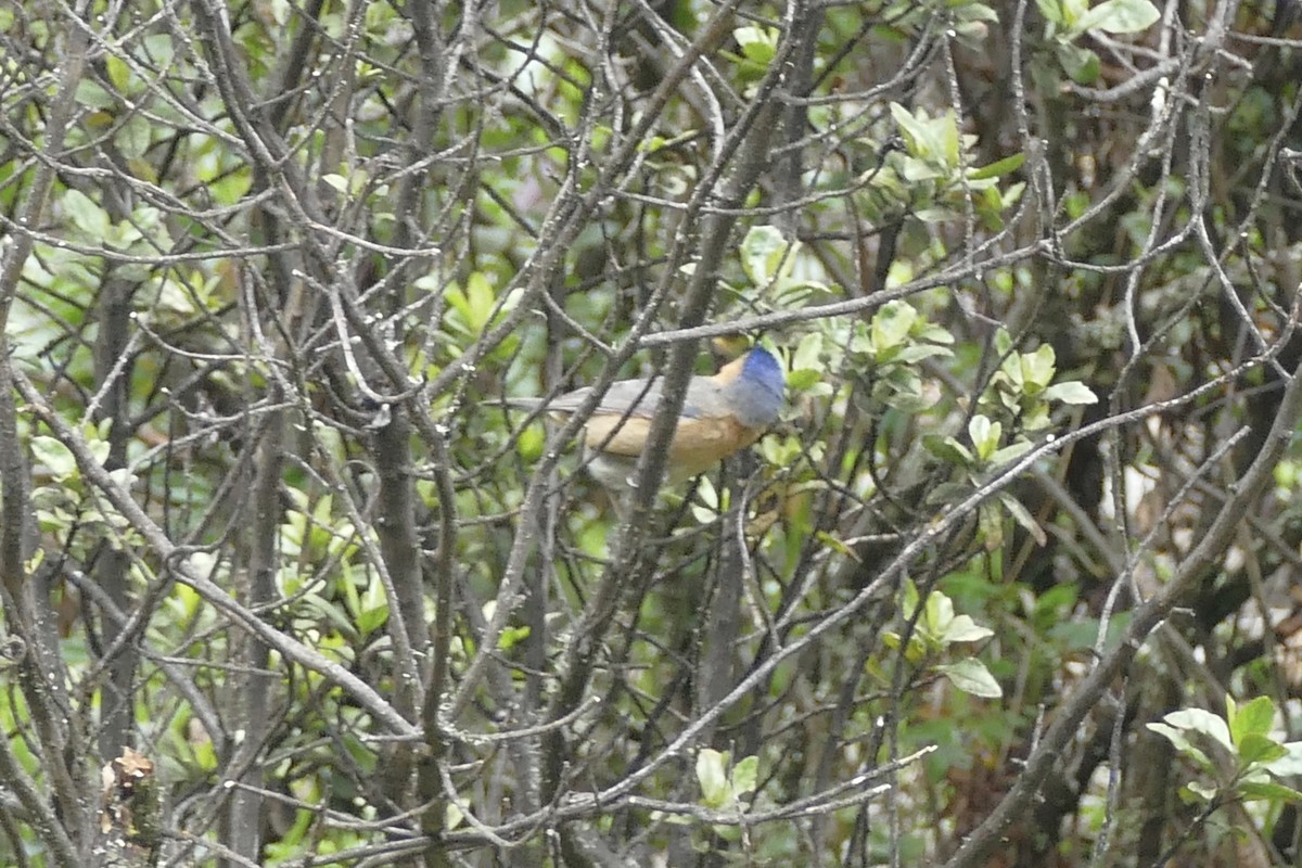 Tit-like Dacnis - ML80733071