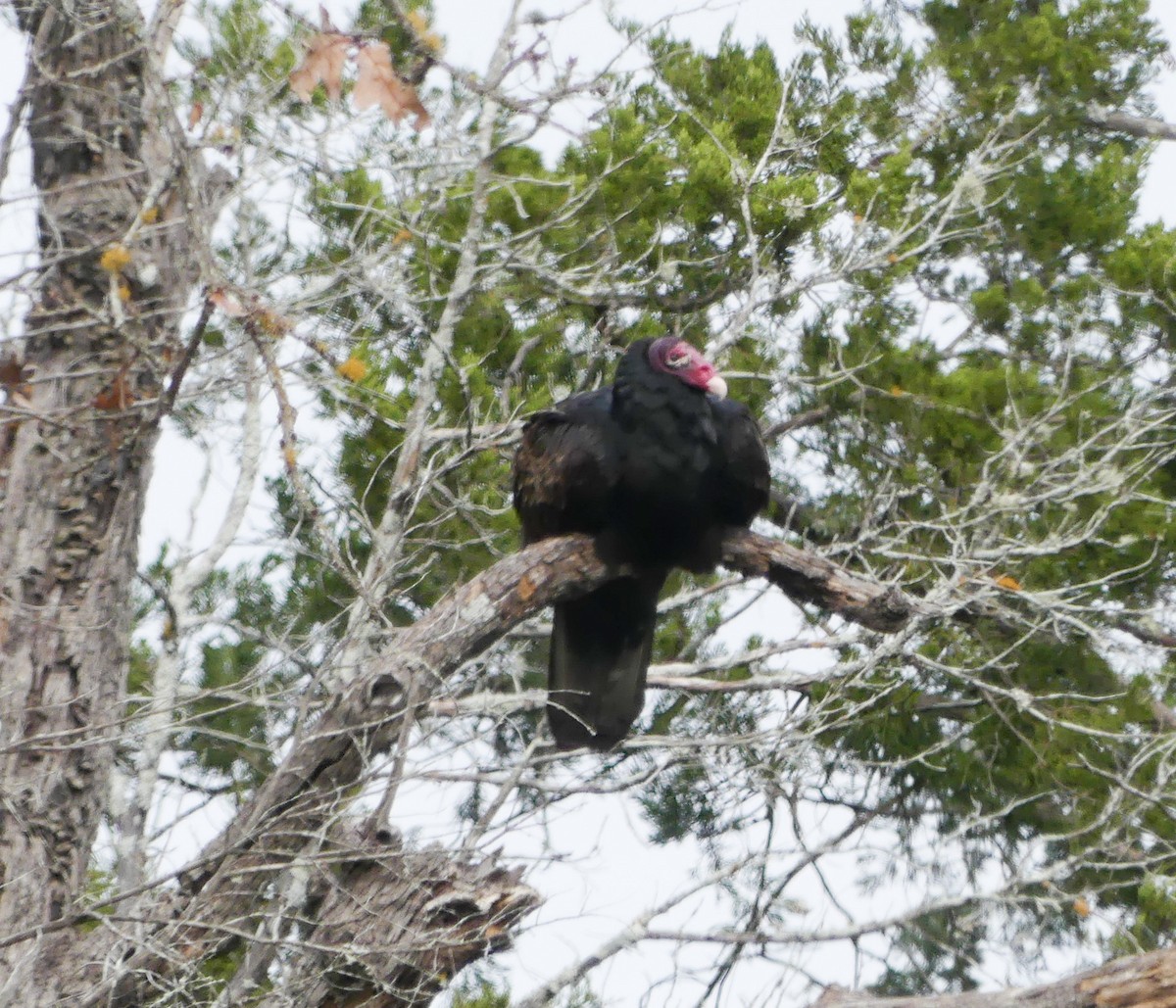 Turkey Vulture - ML80733531