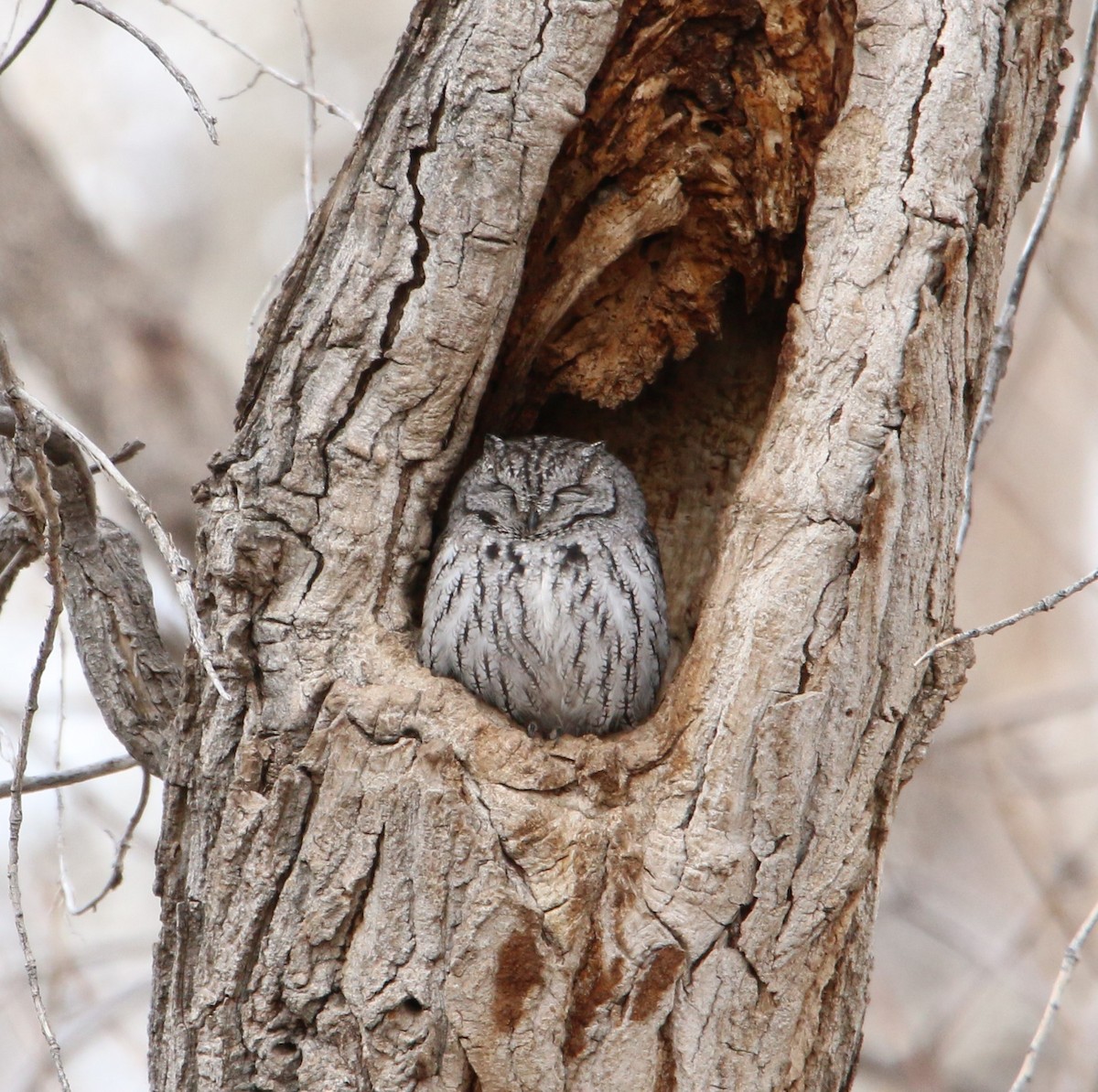 Western Screech-Owl - ML80734031