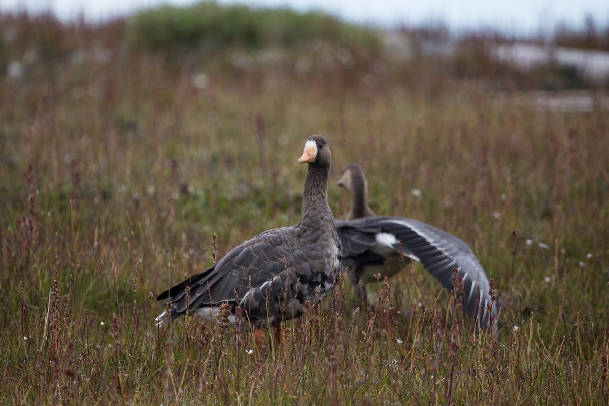 Greater White-fronted Goose - ML80734831