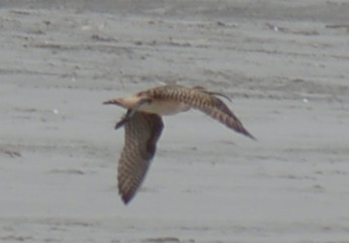 Bristle-thighed Curlew - ML80735091