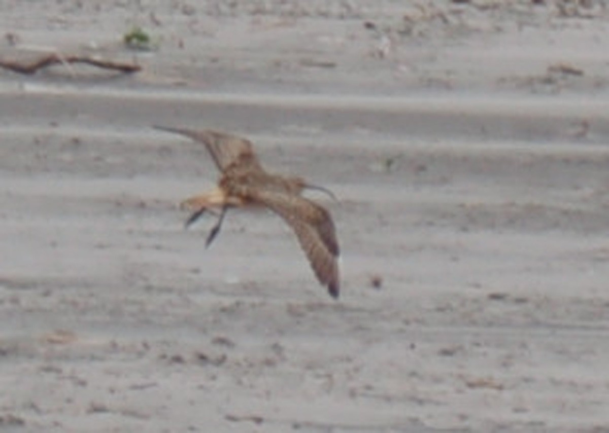 Bristle-thighed Curlew - J. Micheal Patterson