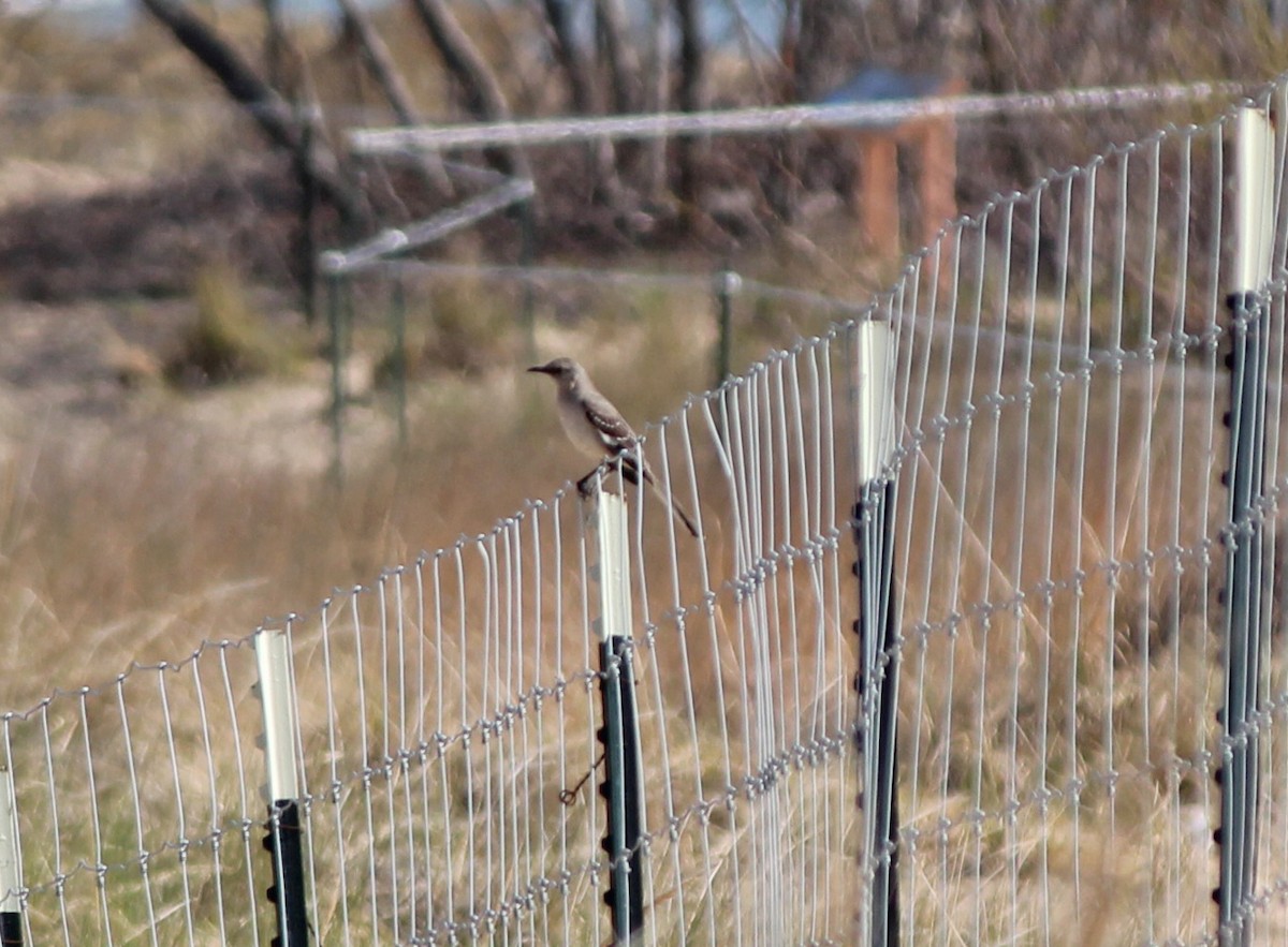 Northern Mockingbird - Andrew S. Aldrich