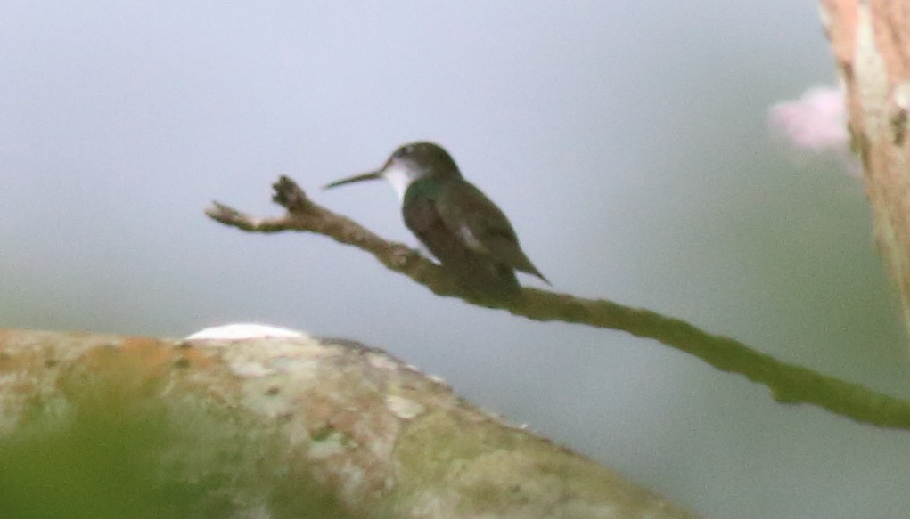 White-bellied Emerald - ML80736241