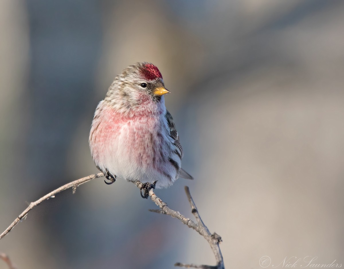 Common Redpoll - ML80737121