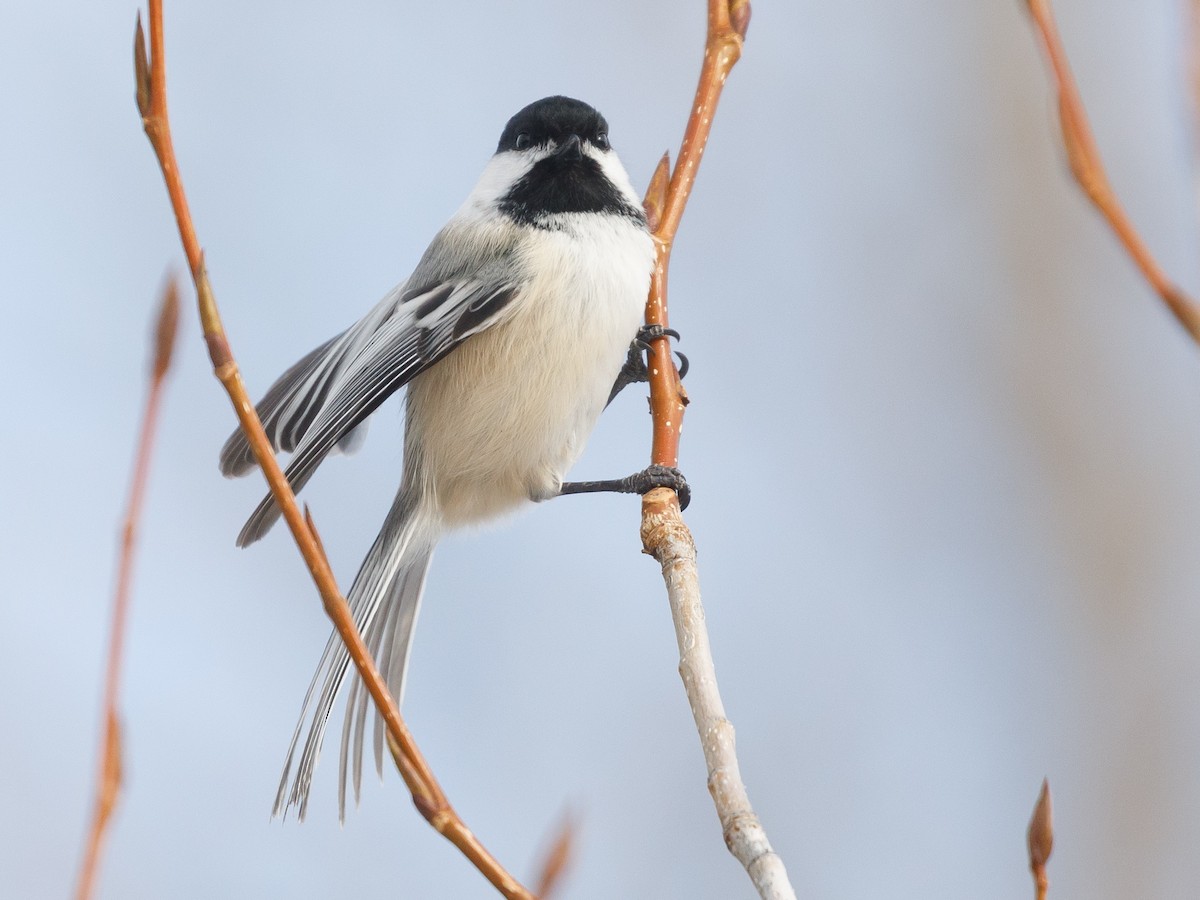 Mésange à tête noire - ML80737341