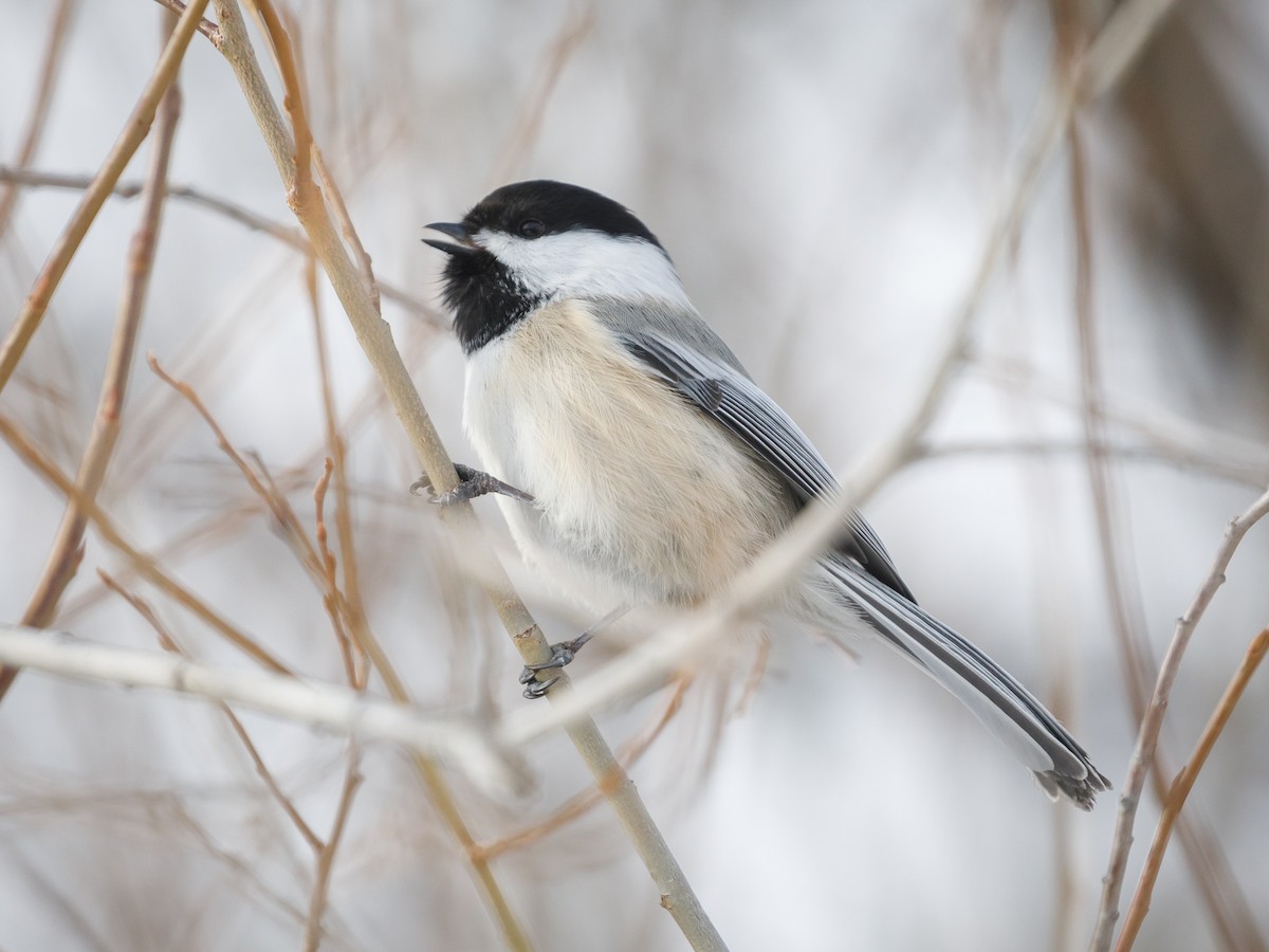 Black-capped Chickadee - ML80737351