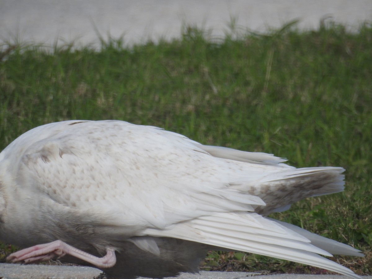 Glaucous Gull - ML80739091