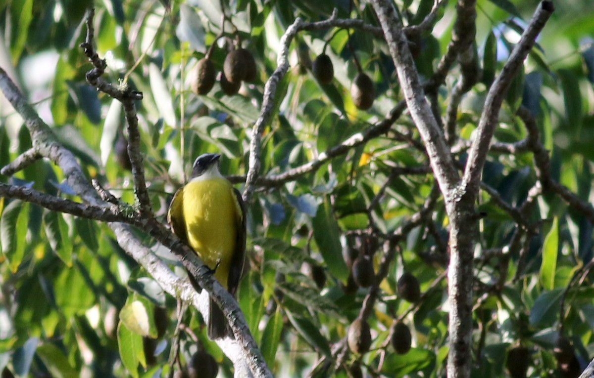 Social Flycatcher (Vermilion-crowned) - ML80740211