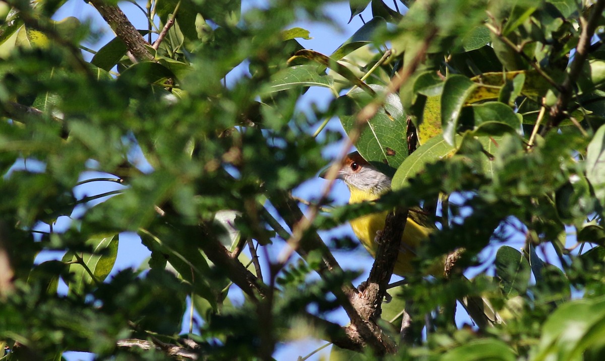 アカマユカラシモズ（gujanensis グループ） - ML80740921