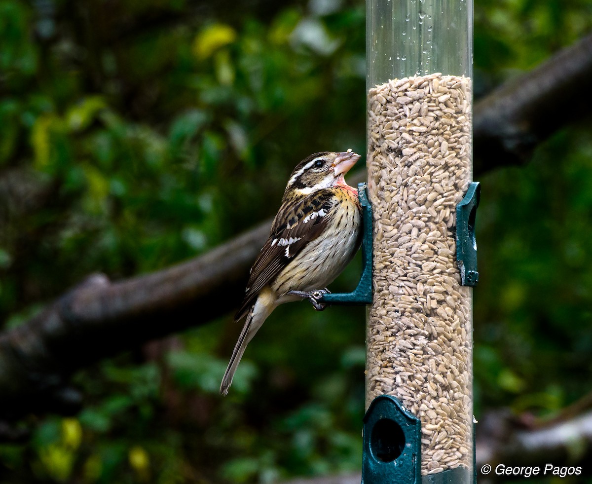 Rose-breasted Grosbeak - ML80742101