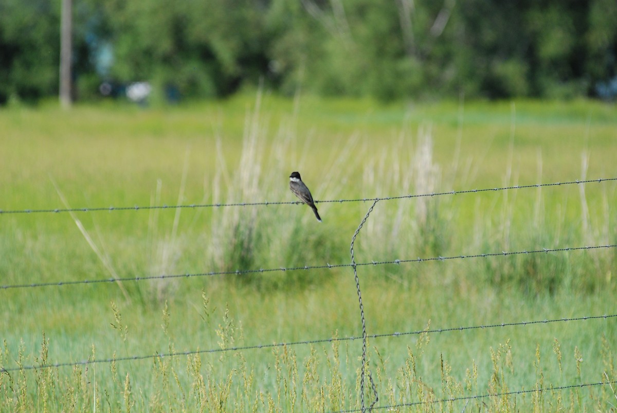Eastern Kingbird - ML80742301