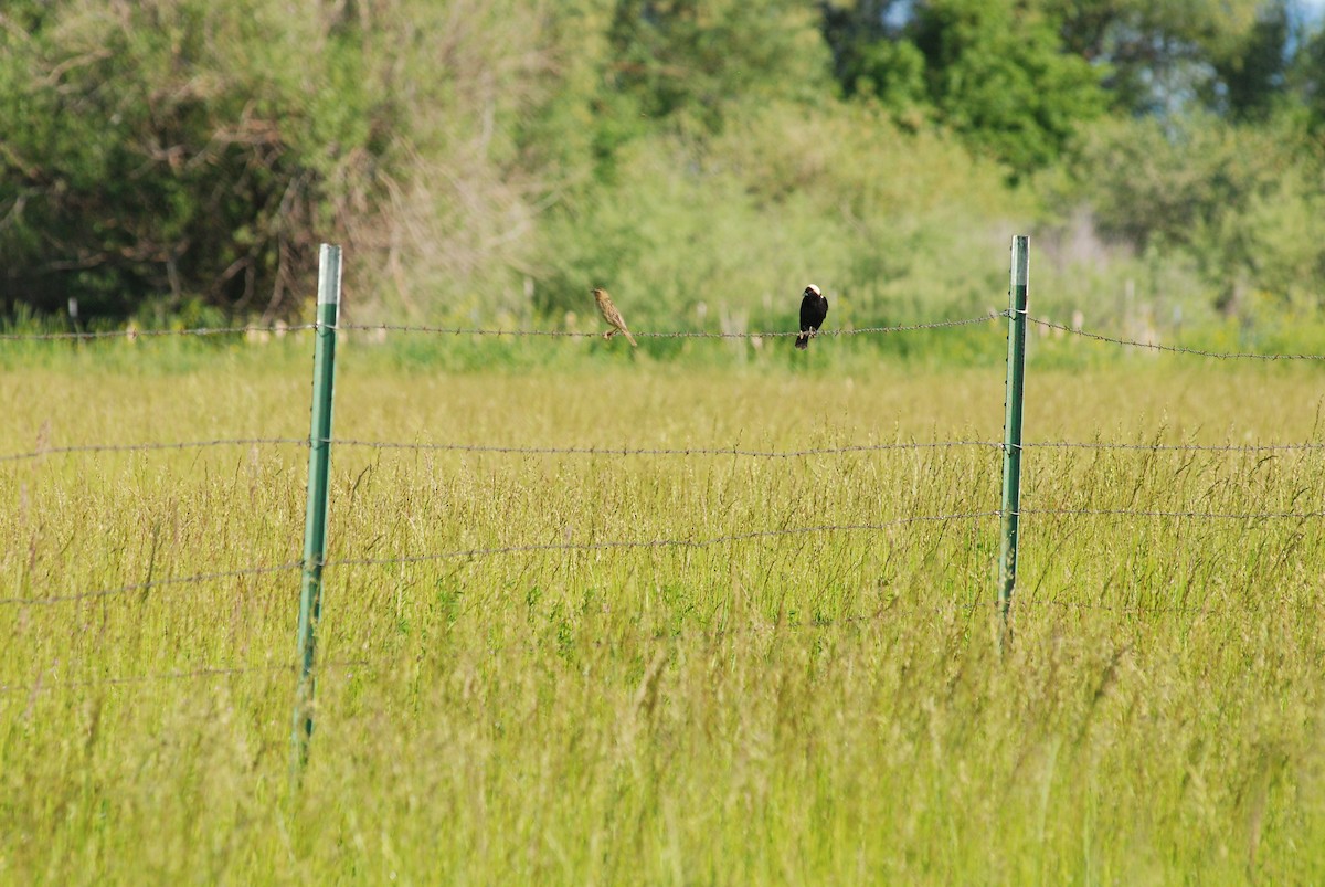 Bobolink - Ryan O'Donnell