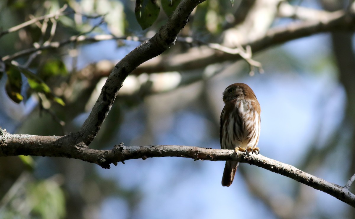 Ferruginous Pygmy-Owl (Ferruginous) - Jay McGowan