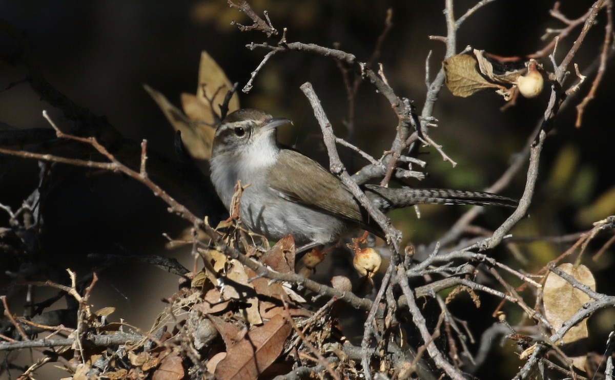 Bewick's Wren (mexicanus Group) - ML80743031