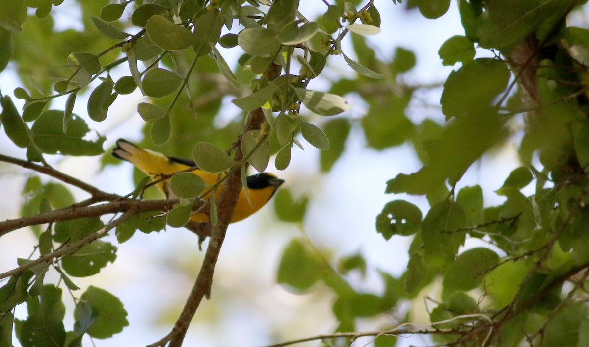 Yellow-throated Euphonia - ML80744681