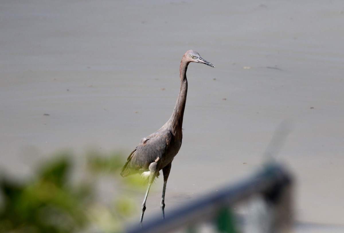 Reddish Egret - ML80745031