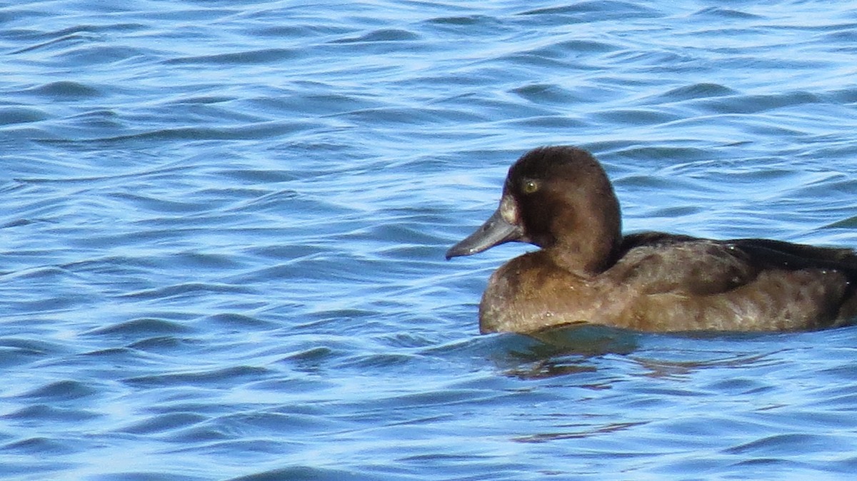 Lesser Scaup - Greg Froude ⛏️
