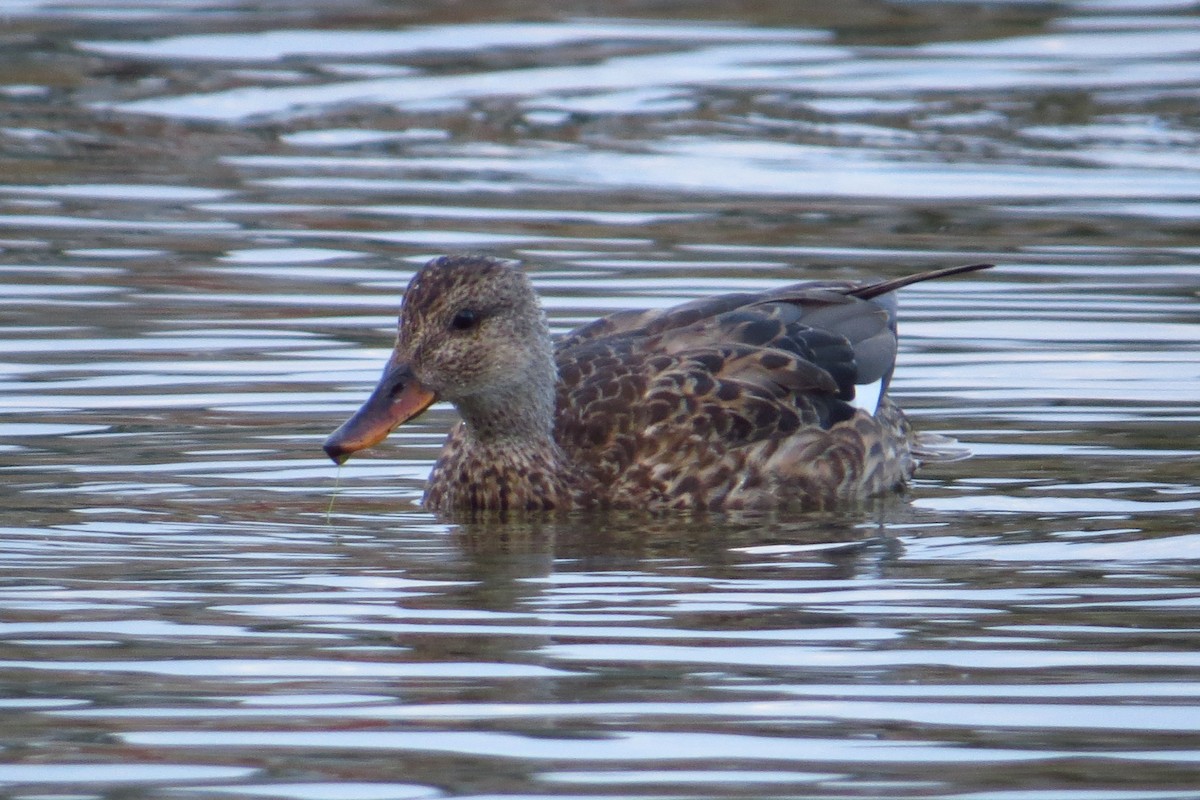 Gadwall - ML80745251