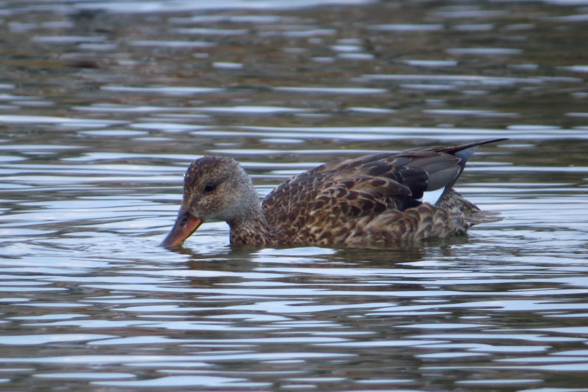 Gadwall - ML80745271