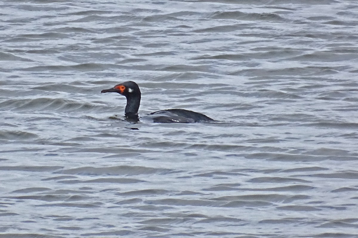 Magellanic Cormorant - ML80745501