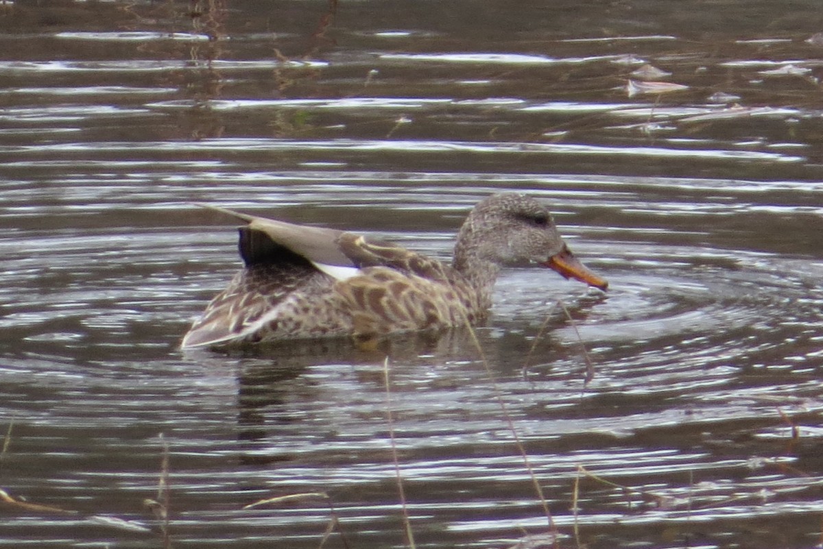 Gadwall - ML80746081