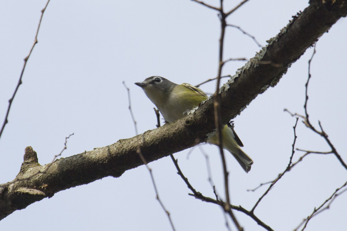 Mavi Başlı Vireo - ML80747871