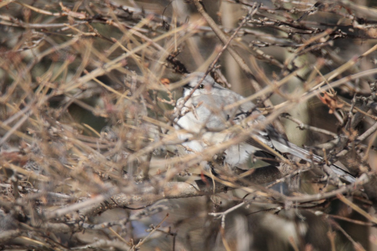 Northern Mockingbird - ML80748431