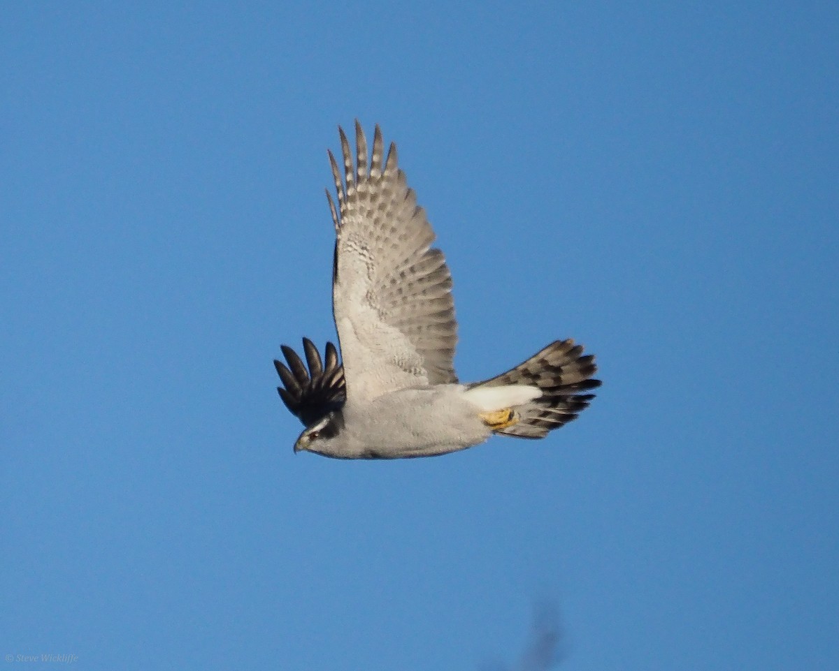 American Goshawk - Steve Wickliffe