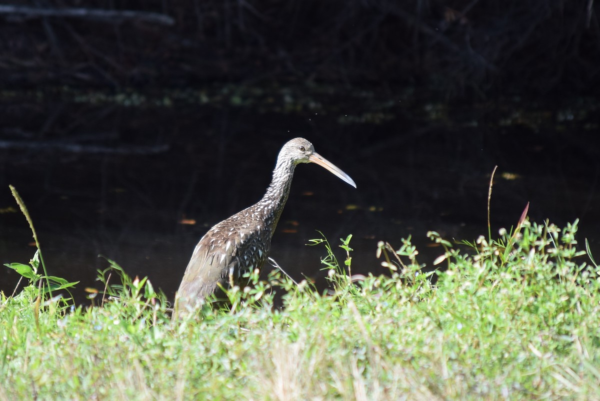 eBird Checklist - 27 Dec 2017 - Estates Drive - 22 species