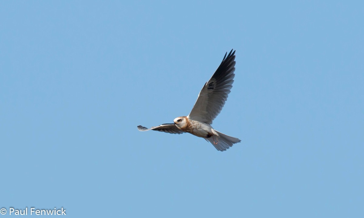 White-tailed Kite - ML80752701