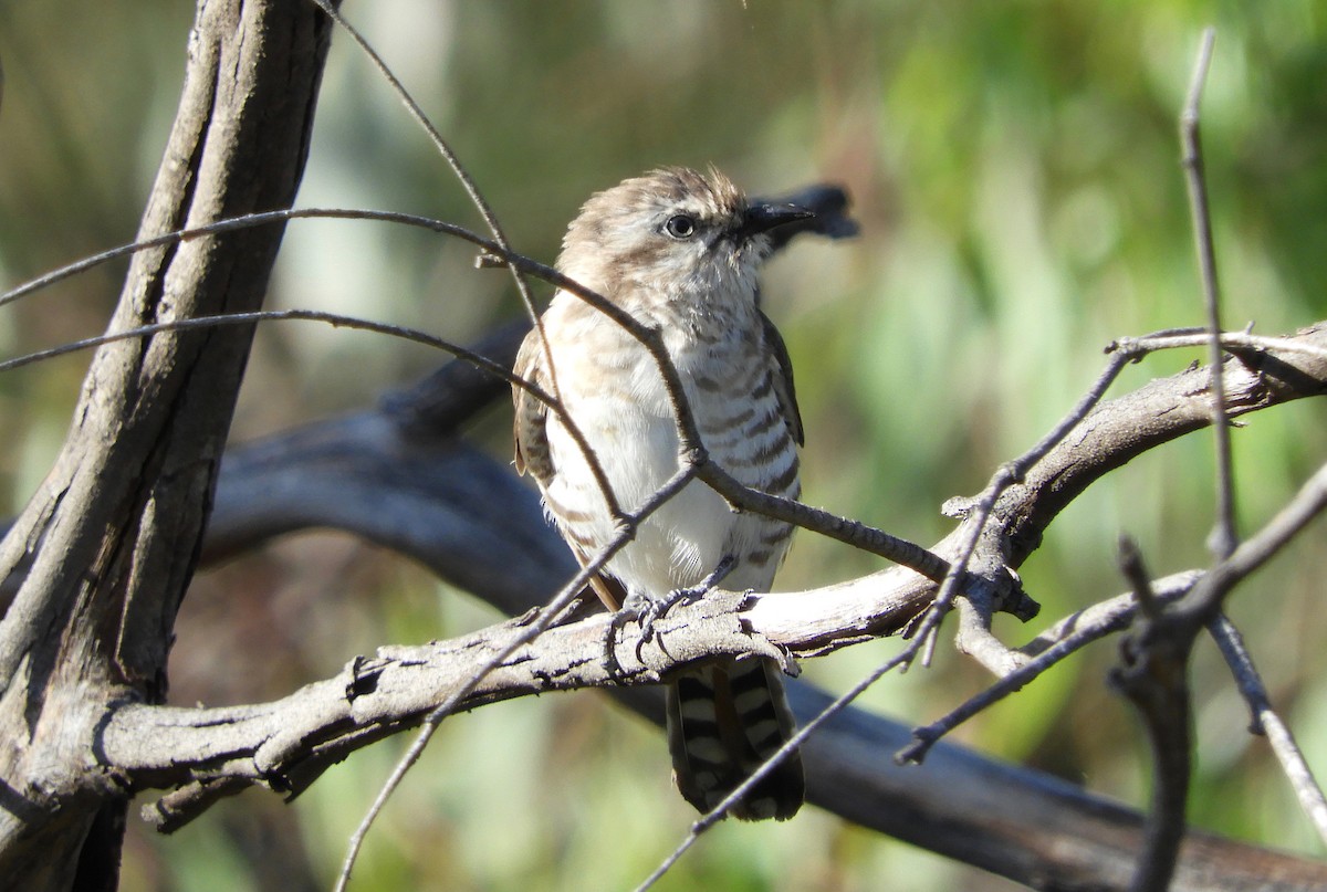 Horsfield's Bronze-Cuckoo - ML80754571