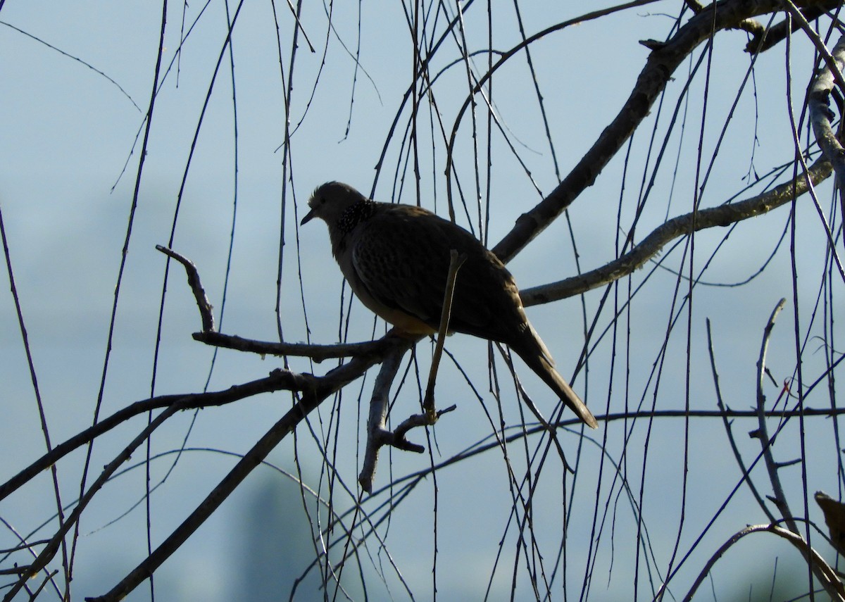 Spotted Dove - ML80754601