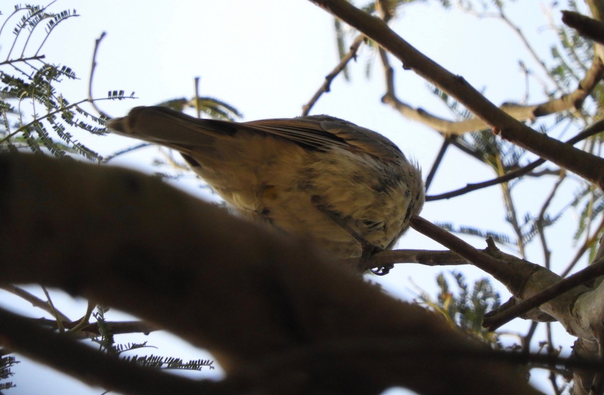 Golden Whistler - ML80754621