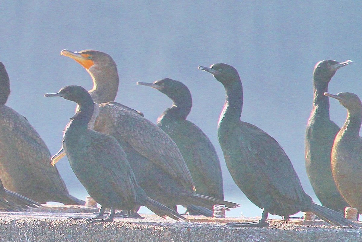 Brandt's Cormorant - John F. Gatchet