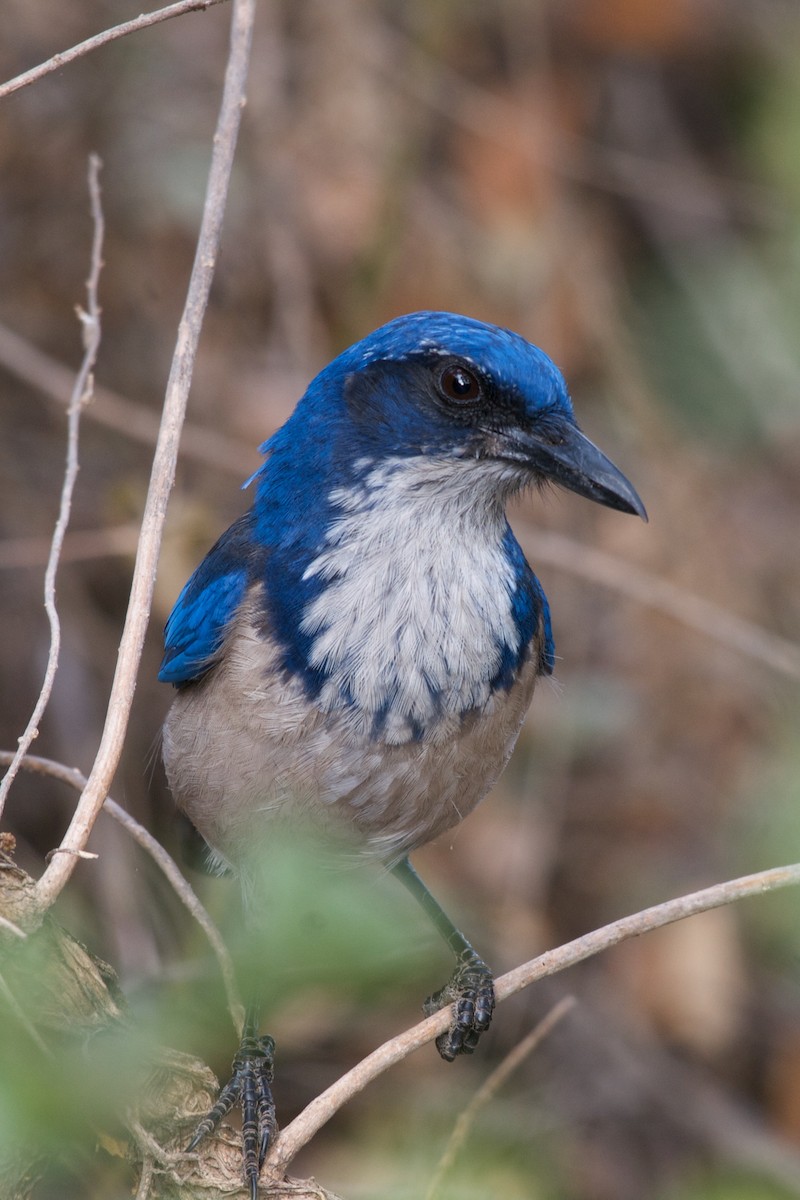 Island Scrub-Jay - ML80756321