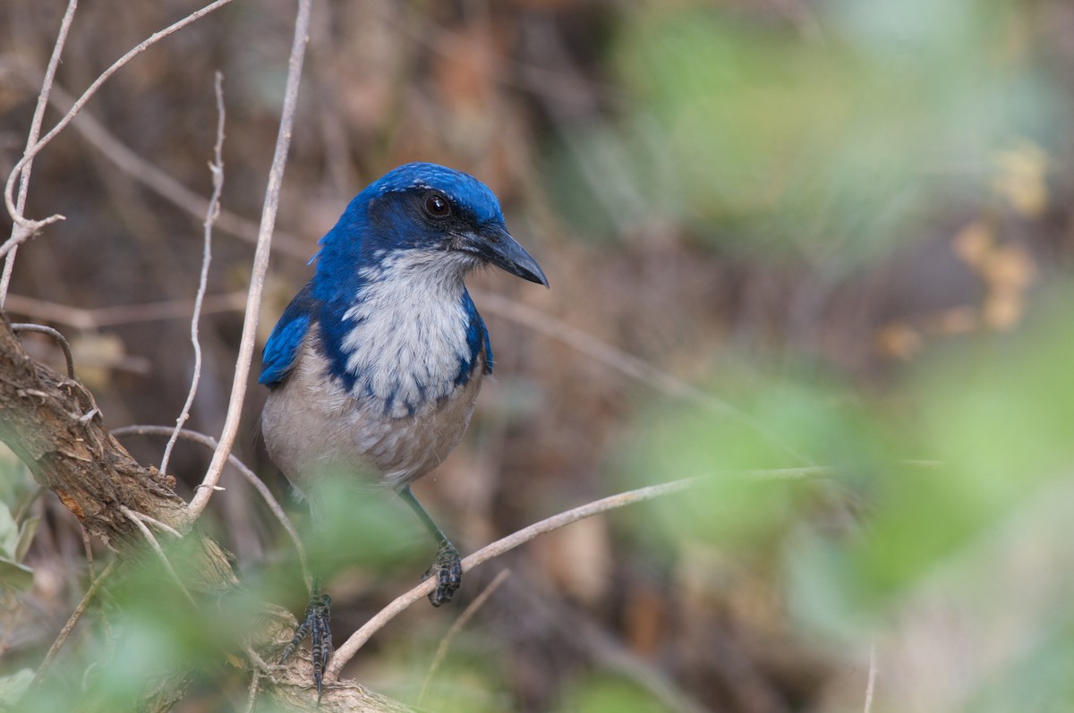 Island Scrub-Jay - ML80756341