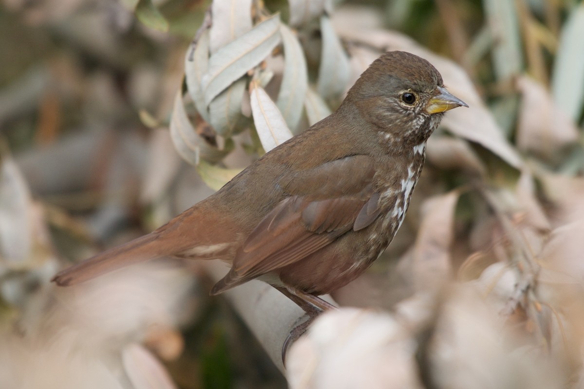Fox Sparrow (Sooty) - ML80756451