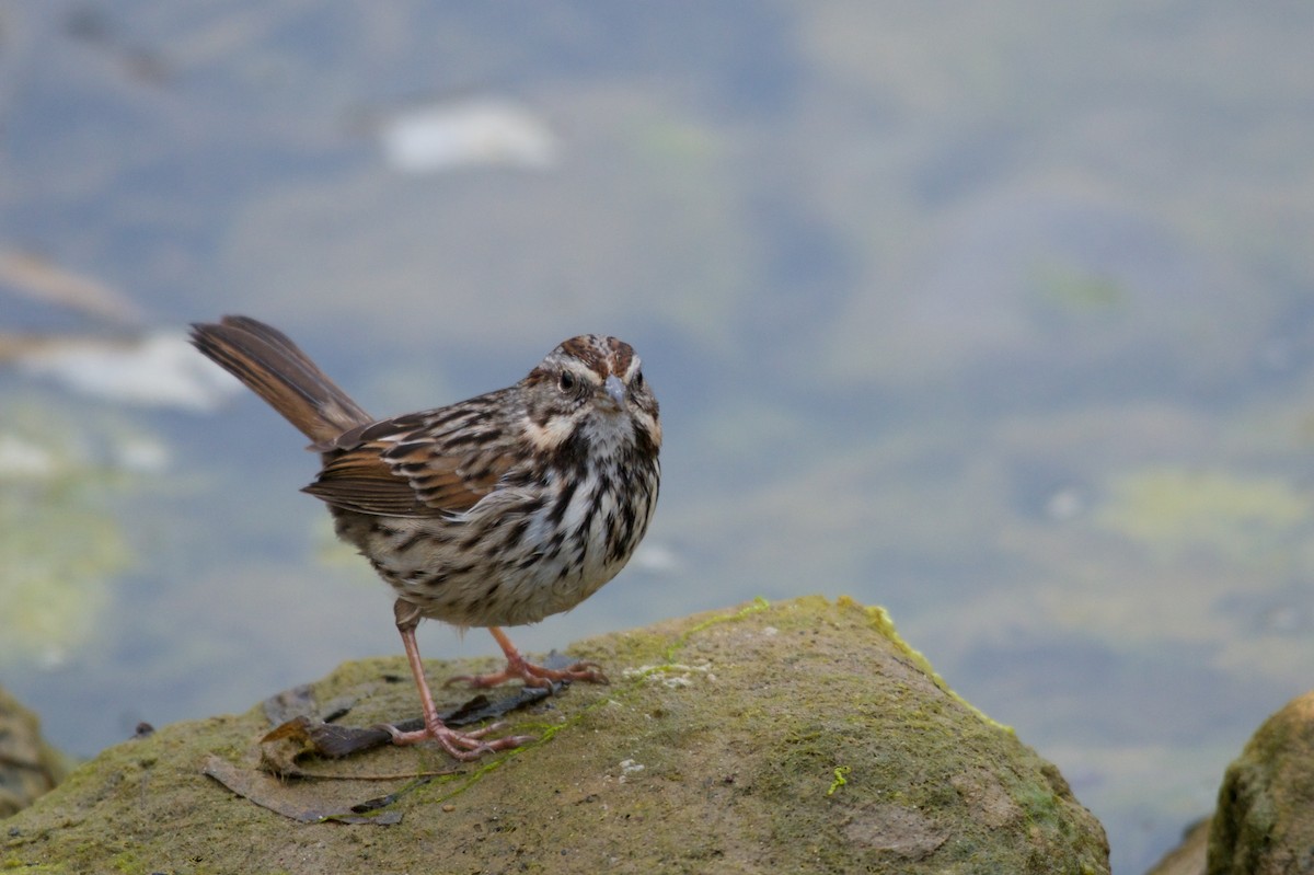 Song Sparrow - ML80756531