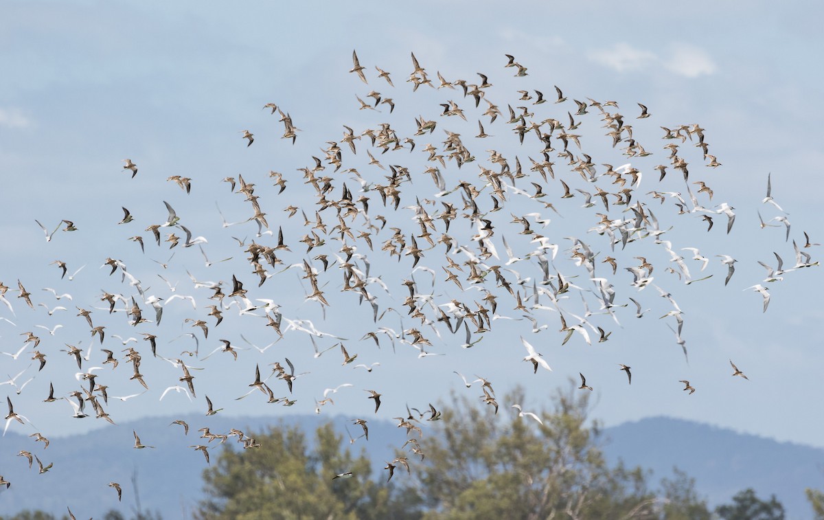 Sharp-tailed Sandpiper - Malcolm Graham