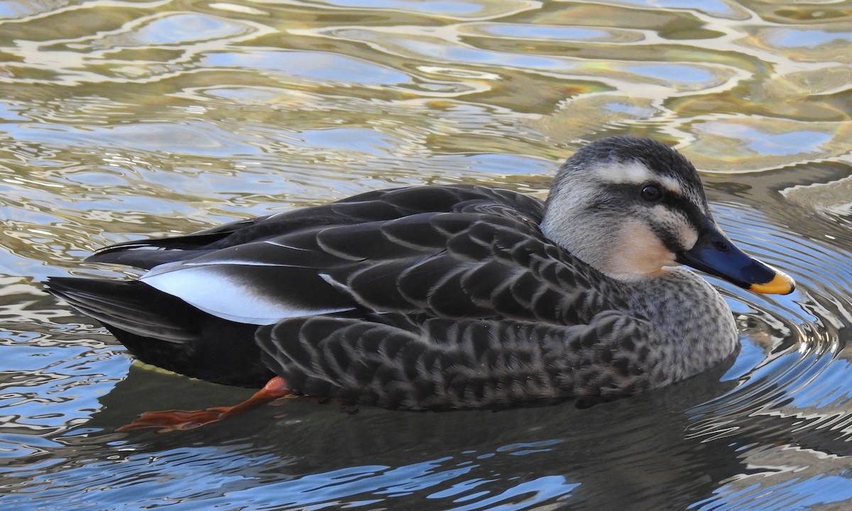 Eastern Spot-billed Duck - ML80759451