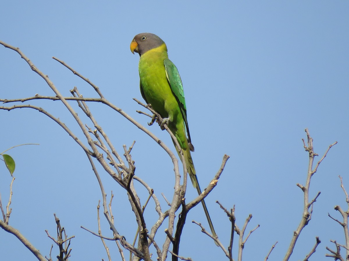 Plum-headed Parakeet - ML80760681