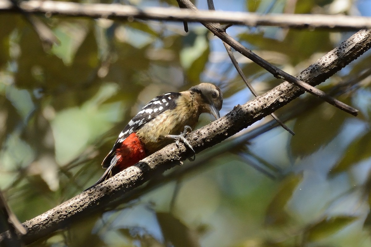 Fulvous-breasted Woodpecker - Sanjay Malik