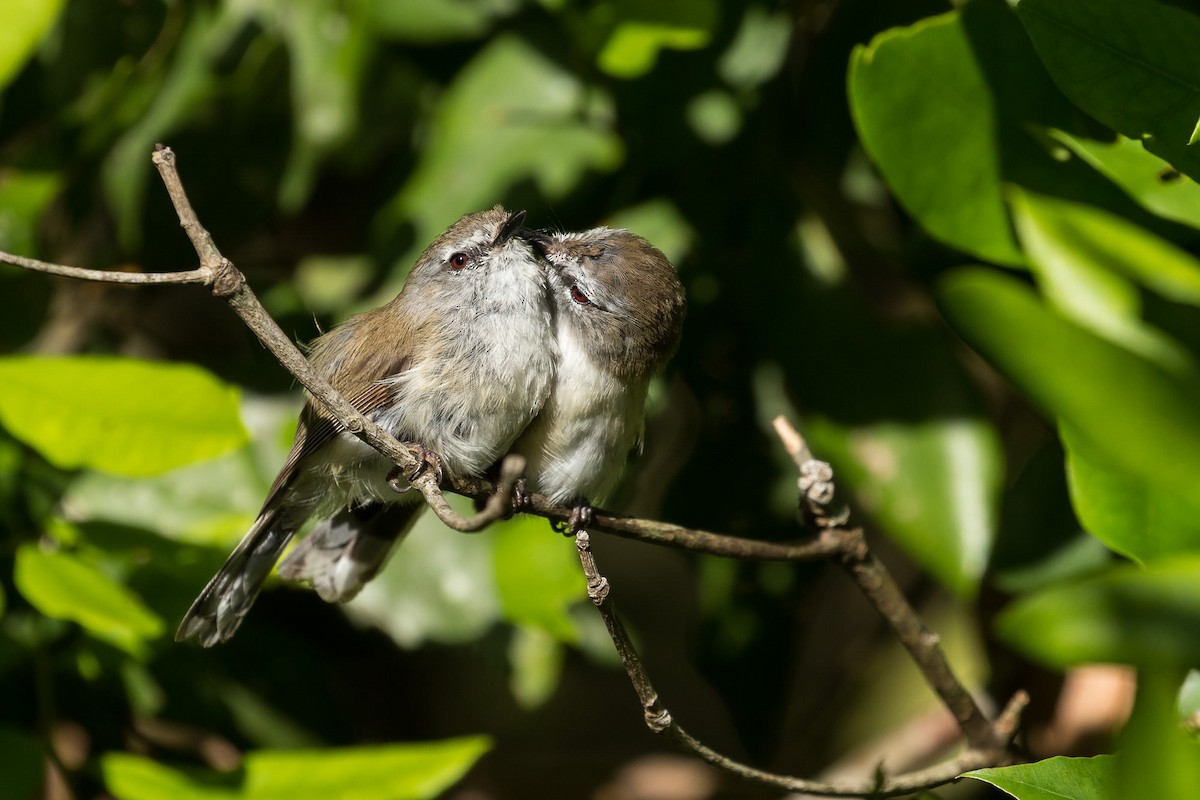 Brown Gerygone - ML80761541