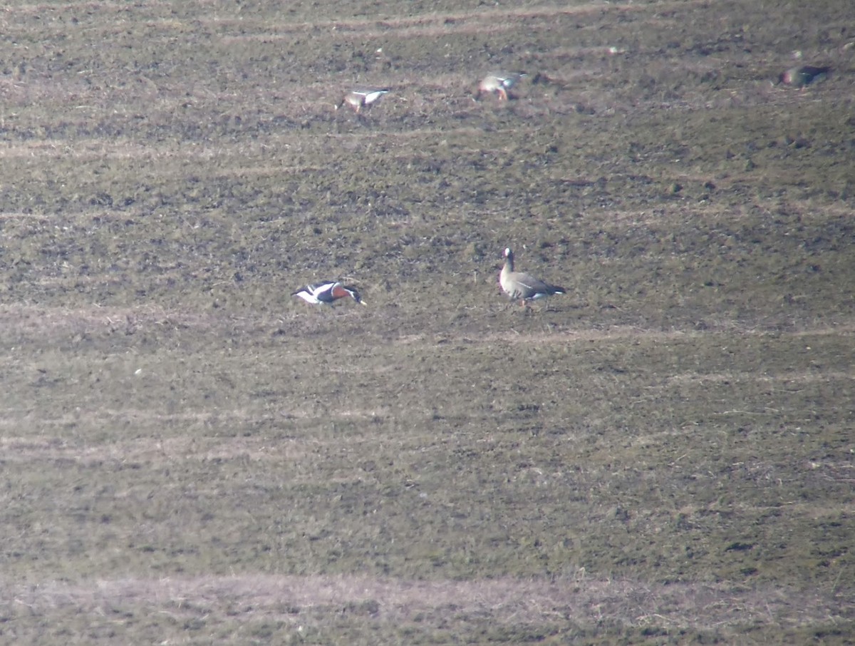 Red-breasted Goose - ML80762561