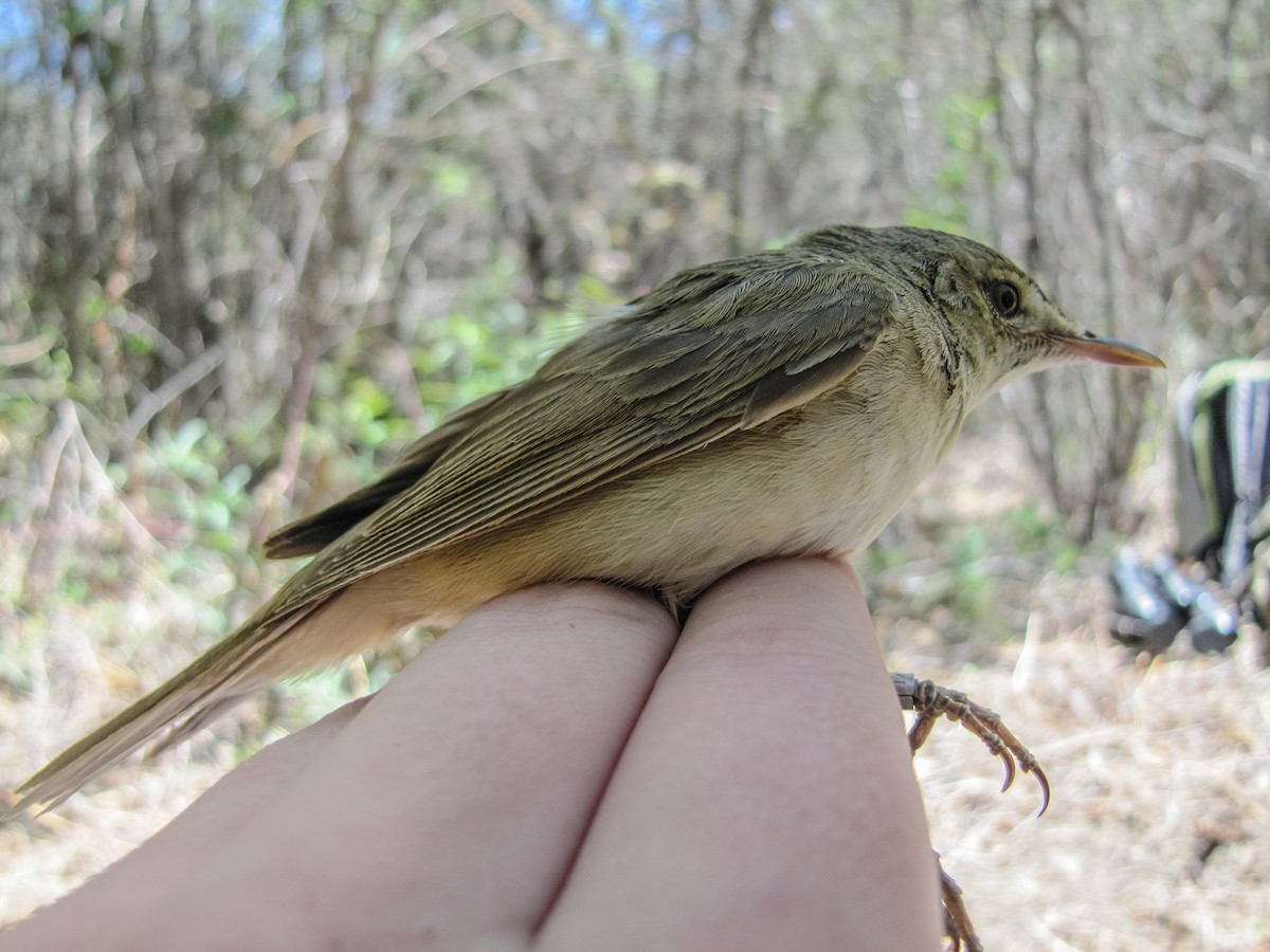 Large-billed Reed Warbler - ML80762731