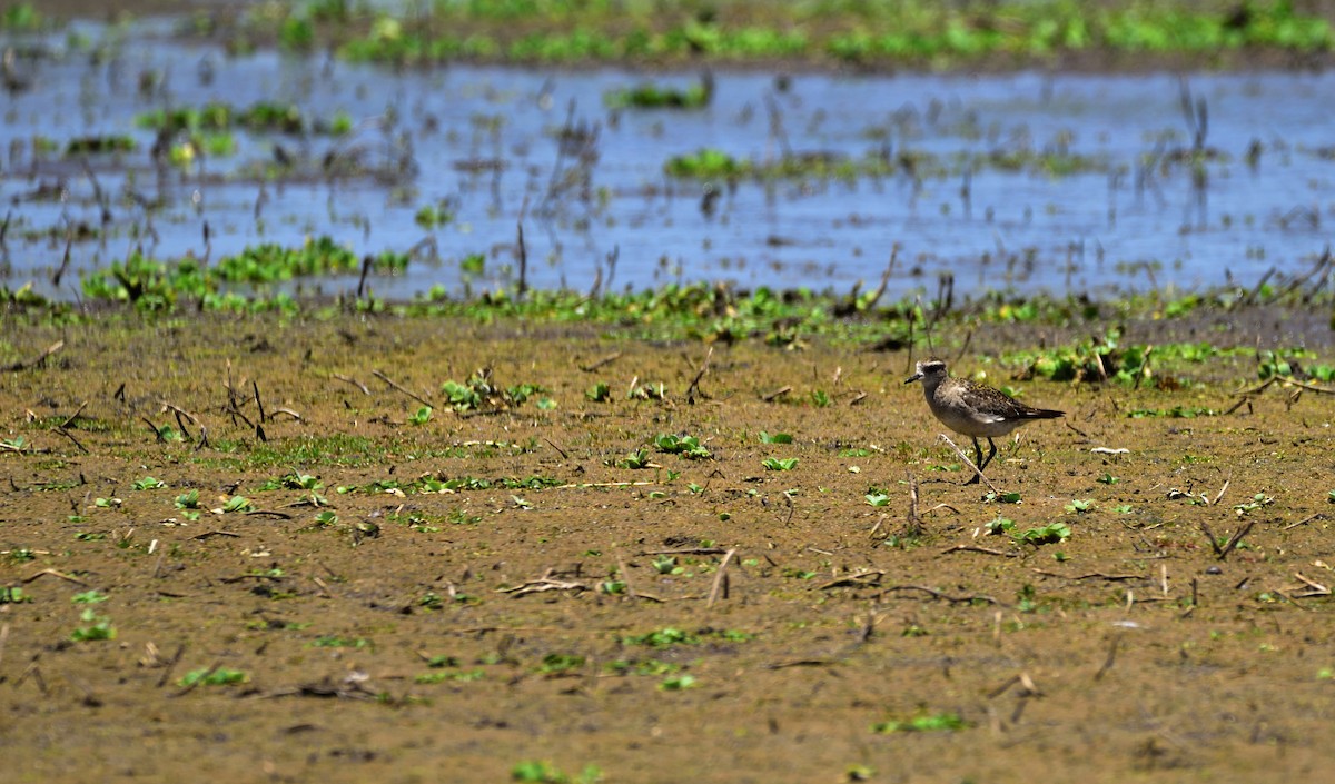 American Golden-Plover - ML80763081