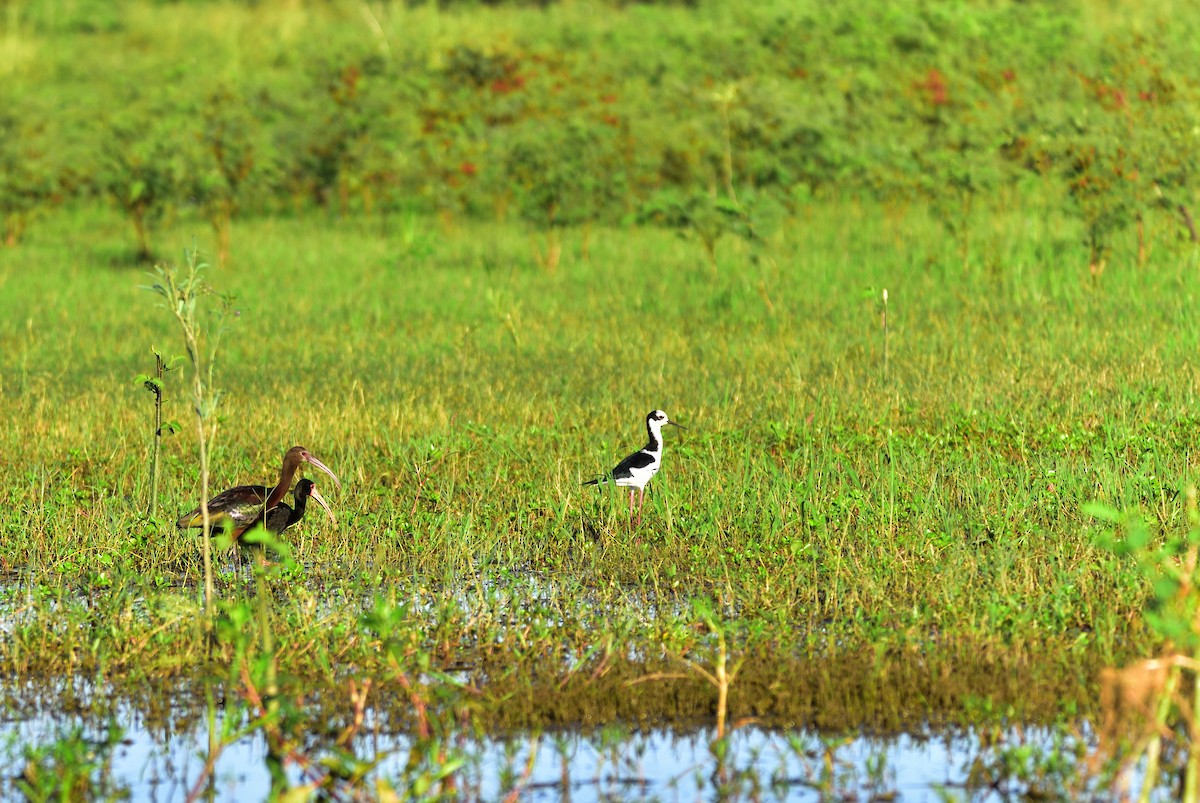 Bare-faced Ibis - ML80763091