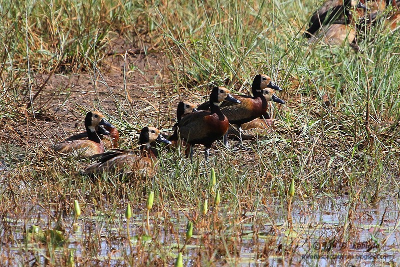 White-faced Whistling-Duck - Juan María Domínguez Robledo