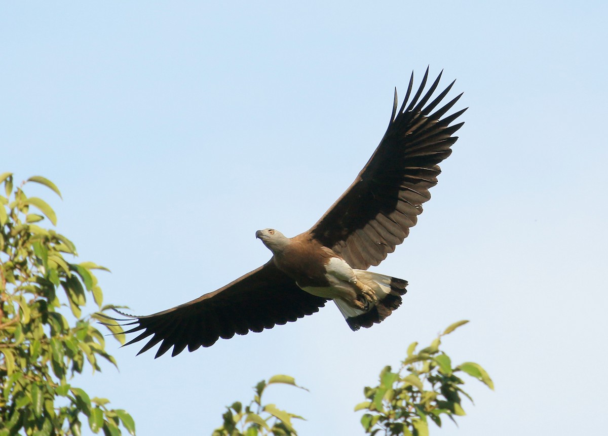 Gray-headed Fish-Eagle - Neoh Hor Kee